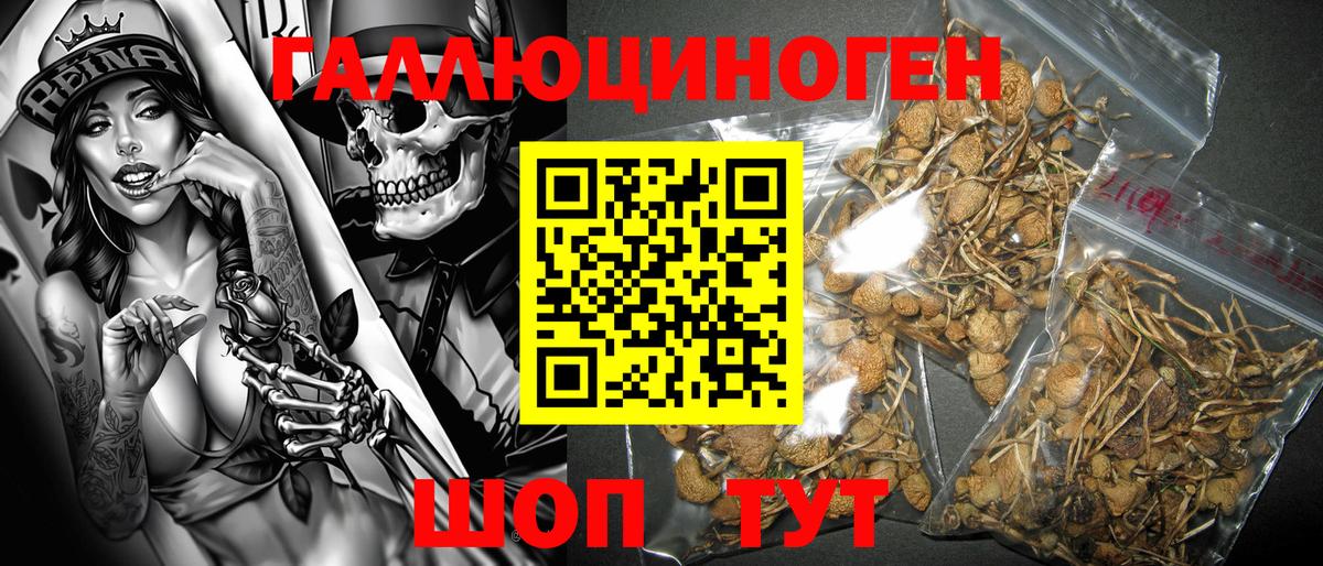 Кашира  Галлюциногенные грибы GOLDEN TEACHER  где купить   Вход с VPN 